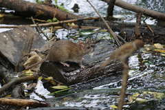 Rattus norvegicus