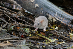 Rattus norvegicus