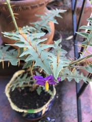 Solanum pyracanthos