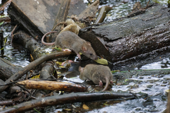 Rattus norvegicus