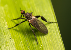Empis pennipes