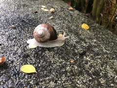 Helix pomatia