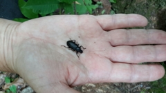 Alobates pensylvanicus