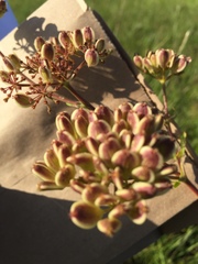 Polytaenia