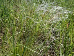 Stipa pennata