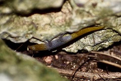 Sphaerodactylus dimorphicus