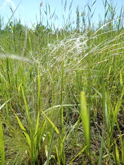 Stipa pennata