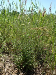 Silene latifolia alba