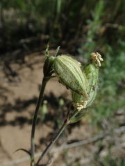 Silene latifolia alba