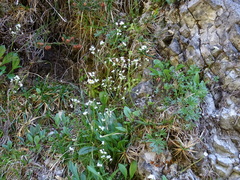 Valeriana saxatilis