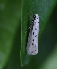 Ethmia terminella