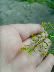 Rorippa palustris