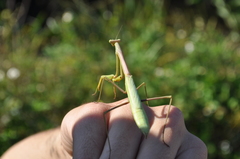 Stagmomantis floridensis