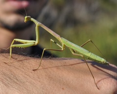 Stagmomantis floridensis