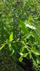 Plectrodera scalator