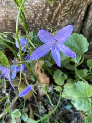 Campanula poscharskyana