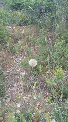Tragopogon dasyrhynchus
