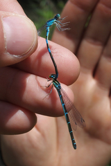 Coenagrion scitulum