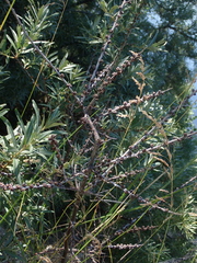 Hippophae rhamnoides