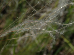 Stipa pennata