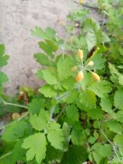 Chelidonium majus