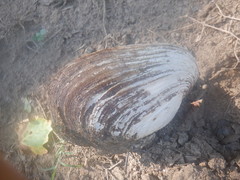 Pyganodon grandis