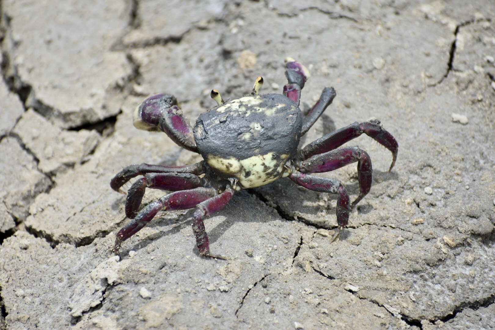 baby fiddler crabs