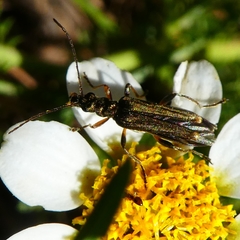 Oedemera barbara