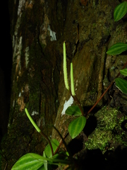 Peperomia quadrangularis