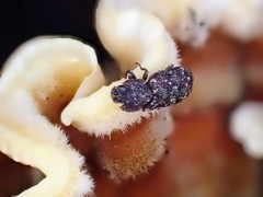 Namunaria pacifica