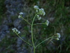 Valeriana saxatilis