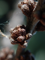 Hippophae rhamnoides