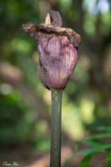 Amorphophallus hirtus