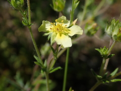 Potentilla recta