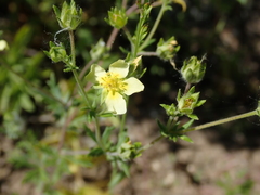 Potentilla recta