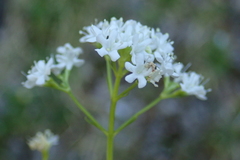 Valeriana saxatilis
