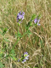 Medicago sativa