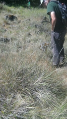 Calamagrostis ophitidis