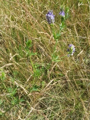 Medicago sativa