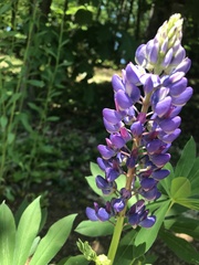 Lupinus perennis