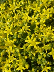 Sedum acre