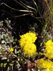 Eriogonum arcuatum