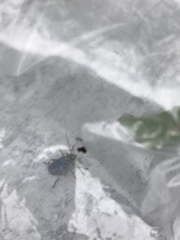 Trirhabda flavolimbata