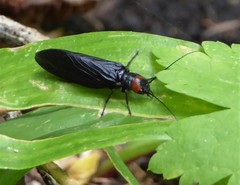 Sialis nevadensis