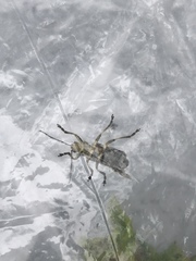 Trirhabda flavolimbata