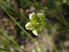 Potentilla recta