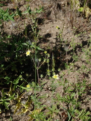 Potentilla recta