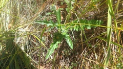 Cirsium remotifolium