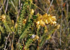 Penaea cneorum