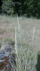 Calamagrostis ophitidis